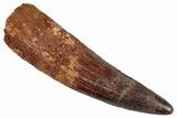 Fossil Spinosaurus Tooth - Massive Dinosaur Tooth #281128-1
